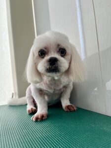 シロくんのトリミング写真