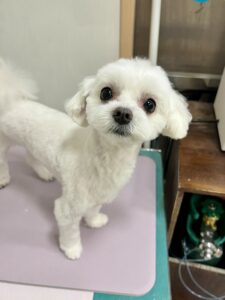 もっちくんのトリミング写真