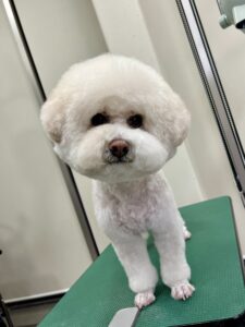 ナナくんのトリミング写真