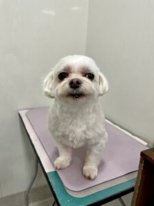 ライくんのトリミング写真