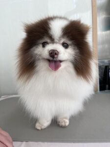 ココアちゃんのトリミング写真