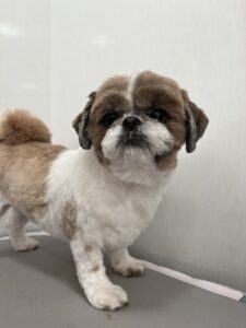 ゆずちゃんのトリミング写真