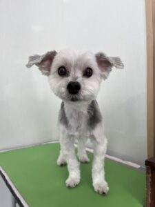 ぷぅくんのトリミング写真