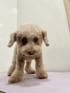 ミランちゃんのトリミング写真