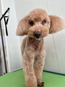 クッキーくんのトリミング写真