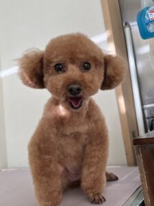 ニコルちゃんのトリミング写真