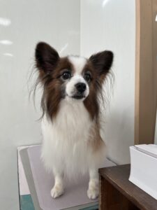 ピノちゃんのトリミング写真