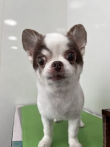 もかちゃんのトリミング写真