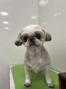 さくらちゃんのトリミング写真