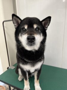 小太郎くんのトリミング写真