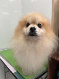 きなこちゃんのトリミング写真