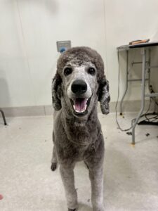 あんこちゃんのトリミング写真