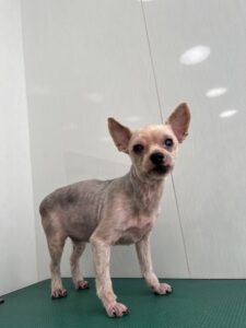 ハリーくんのトリミング写真