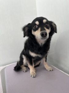 ハーリーくんのトリミング写真