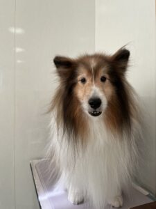 ロンくんのトリミング写真