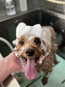 チョコンくんのトリミング写真