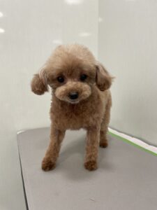 空音ちゃんのトリミング写真