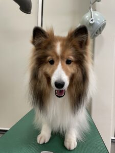 ヒカちゃんのトリミング写真