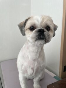 海(かい)くんのトリミング写真