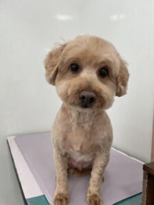 ココアくんのトリミング写真