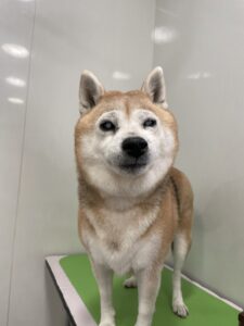 ふくちゃんのトリミング写真