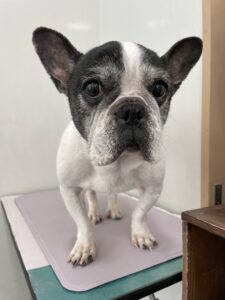 樹音(じゅのん)ちゃんのトリミング写真