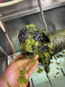 ネロくんのトリミング写真