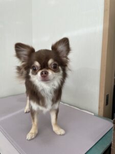 ざらめちゃんのトリミング写真