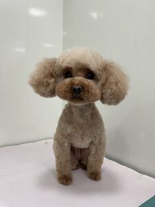 まるちゃんのトリミング写真