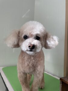 コロくんのトリミング写真