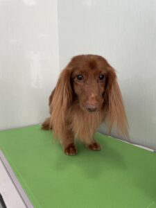 和ノ助(わのすけ)くんのトリミング写真