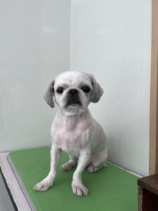 ここみちゃんのトリミング写真