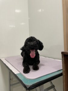 コロくんのトリミング写真