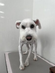 ラテくんのトリミング写真