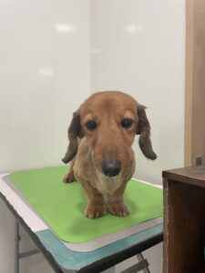 マックスちゃんのトリミング写真