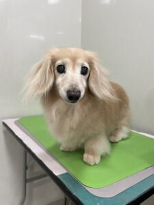 ナナちゃんのトリミング写真