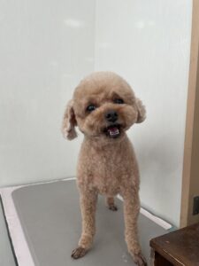 そらくんのトリミング写真