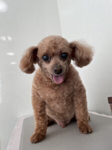 クックくんのトリミング写真