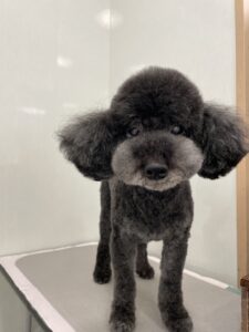 ぜうすくんのトリミング写真