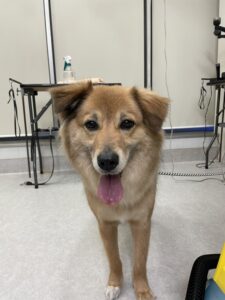 草太（そうた）くんのトリミング写真