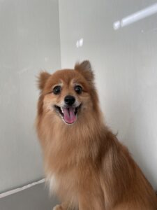 レックスくんのトリミング写真