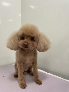 モカちゃんのトリミング写真