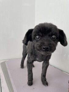 あずきちゃんのトリミング写真