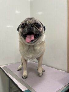 エマちゃんのトリミング写真