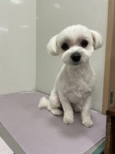 そらちゃんのトリミング写真