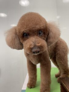 マロンくんのトリミング写真