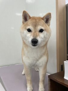 ぽん子ちゃんのトリミング写真