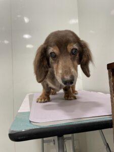 マメぞうくんのトリミング写真