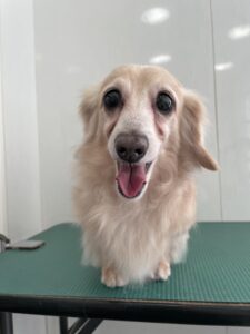 ジョンくんのトリミング写真