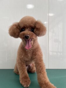 ライムくんのトリミング写真